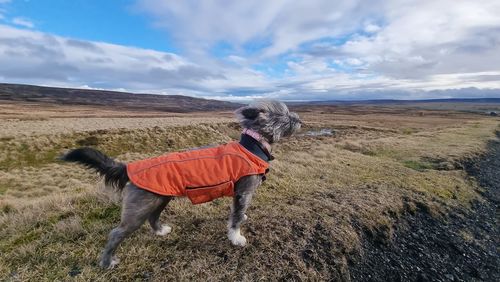 Dog on a field