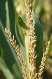 Close-up of wheat plant