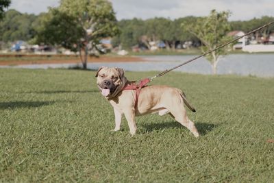 Dog on field