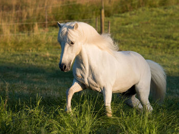 Horse standing in a field