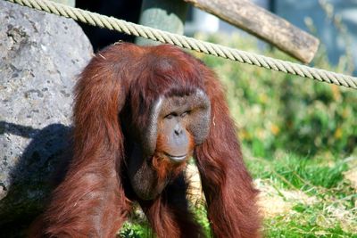 Close-up of monkey on grass