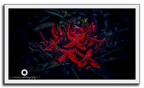 Close-up of red flower