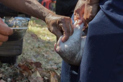 Cropped hands of male veterinarian examining mammal held by coworker on field