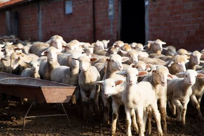 View of sheep in farm