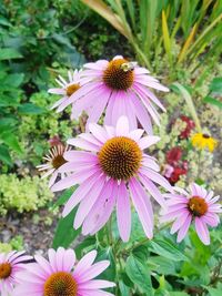 Close-up of pink flowering plant