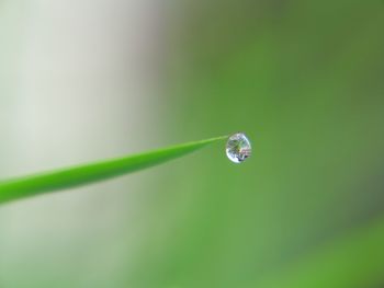 Close-up of water drops on leaf