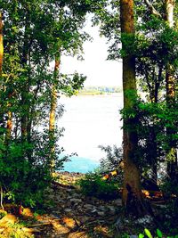 Scenic view of lake in forest