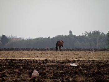 Horse grazing on field against clear sky