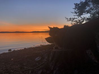 View of a cat looking at sunset