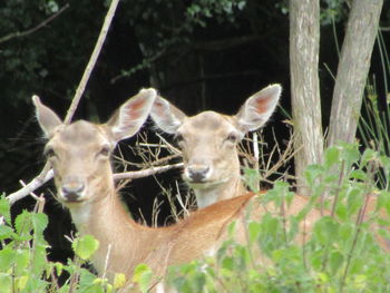 Deer in a field