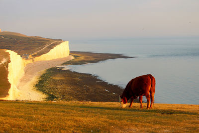 View on birling gap from one cliff of the seven sisters cliffs .