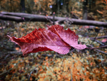 Close-up of maple leaf on autumn leaves