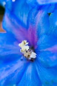 Close-up of blue flower blooming outdoors