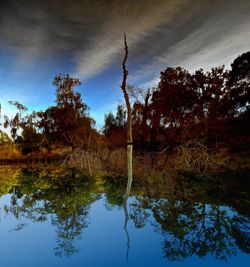 Low angle view of trees against sky