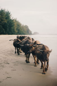 A herd of buffaloa