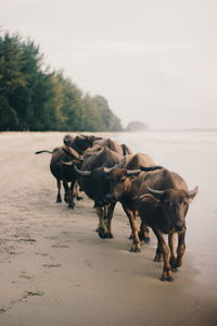 Horses walking on street