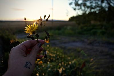 Cropped hand of woman holding flower during sunset