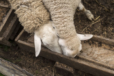 High angle view of a sheep