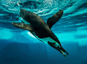 Close-up of penguin swimming in sea