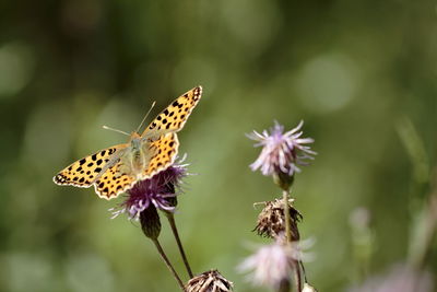 Close-up of butterfly pollinating on flower