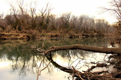 Reflection of bare trees in calm lake