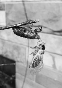 Close-up of insect hanging
