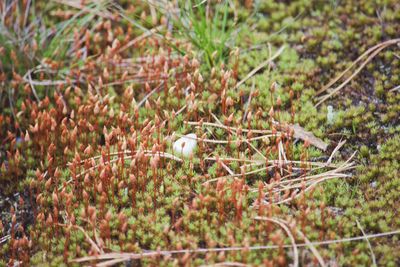 Close-up of plant growing on field