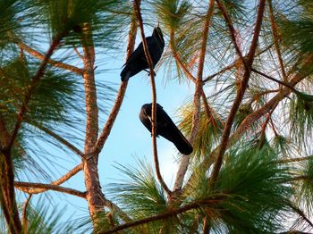 Low angle view of bird hanging on tree against sky