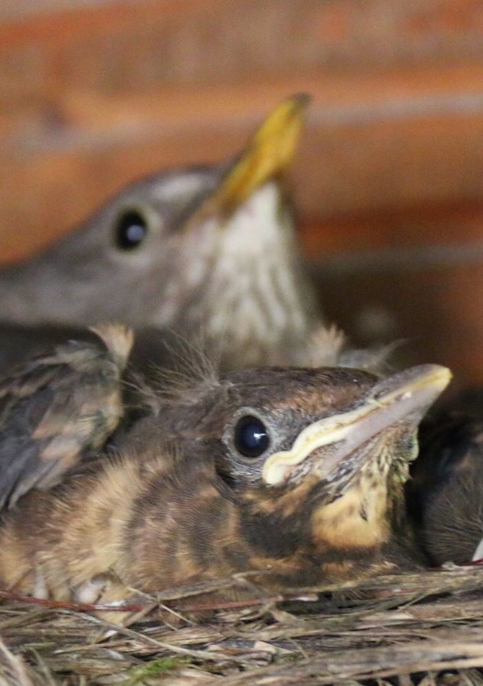 animal themes, one animal, close-up, animal head, animals in the wild, wildlife, animal body part, indoors, focus on foreground, animal eye, selective focus, zoology, portrait, part of, bird, no people, day, nature, looking at camera, vertebrate