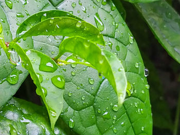 Close-up of raindrops on leaves