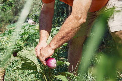 Man's hand collects aubergines in the synergistic vegetable garden. working in the garden. 