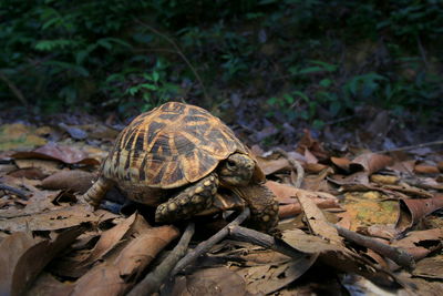 Close-up of turtle on ground