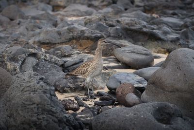 Birds perching on pebbles