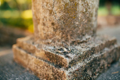 Close-up of a lizard on tree trunk