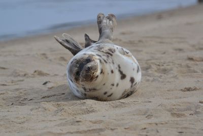 View of animal on beach