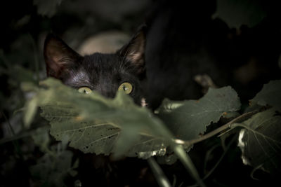 Close-up of a cat