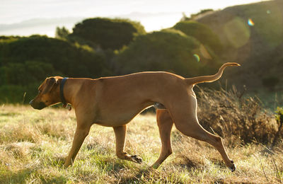 Dog standing in grass