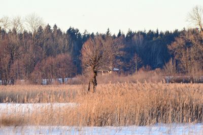 Bare trees on field against sky