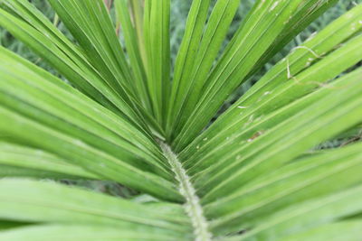 Full frame shot of palm leaves