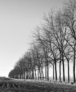 Bare trees on field against clear sky