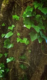 High angle view of plant growing on field