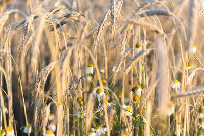 Close-up of wheat field