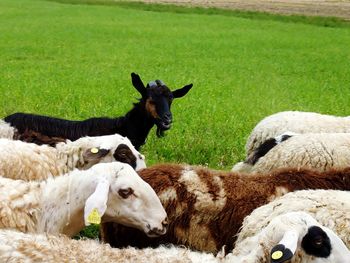 Flock of sheep on grassy field