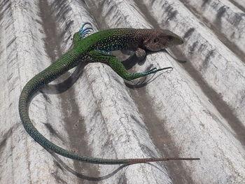 High angle view of lizard on wall