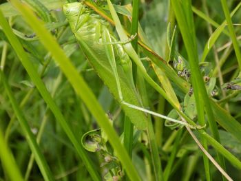 Close-up of lizard on field