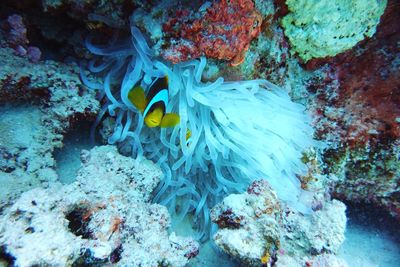 Fish swimming in sea