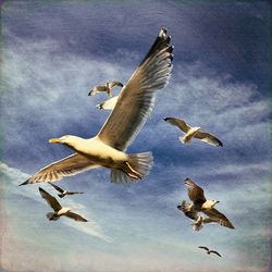 Low angle view of seagulls flying against sky