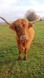 Highland cattle in a field