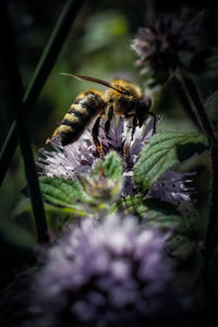 Close-up of bee pollinating on flower