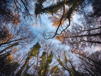 Low angle view of trees against sky